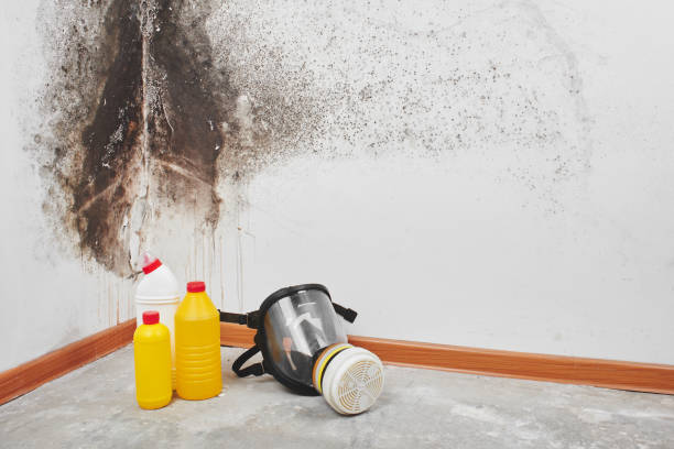 Best Mold Damage Repair  in La Habra Heights, CA