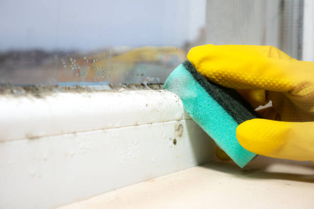 La Habra Heights, CA Mold Removal Company