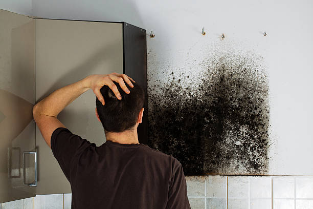 Best Toxic Mold Removal  in La Habra Heights, CA