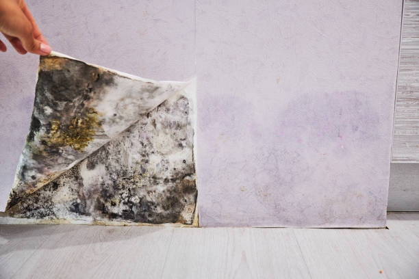 Best Local Mold Removal Service  in La Habra Heights, CA